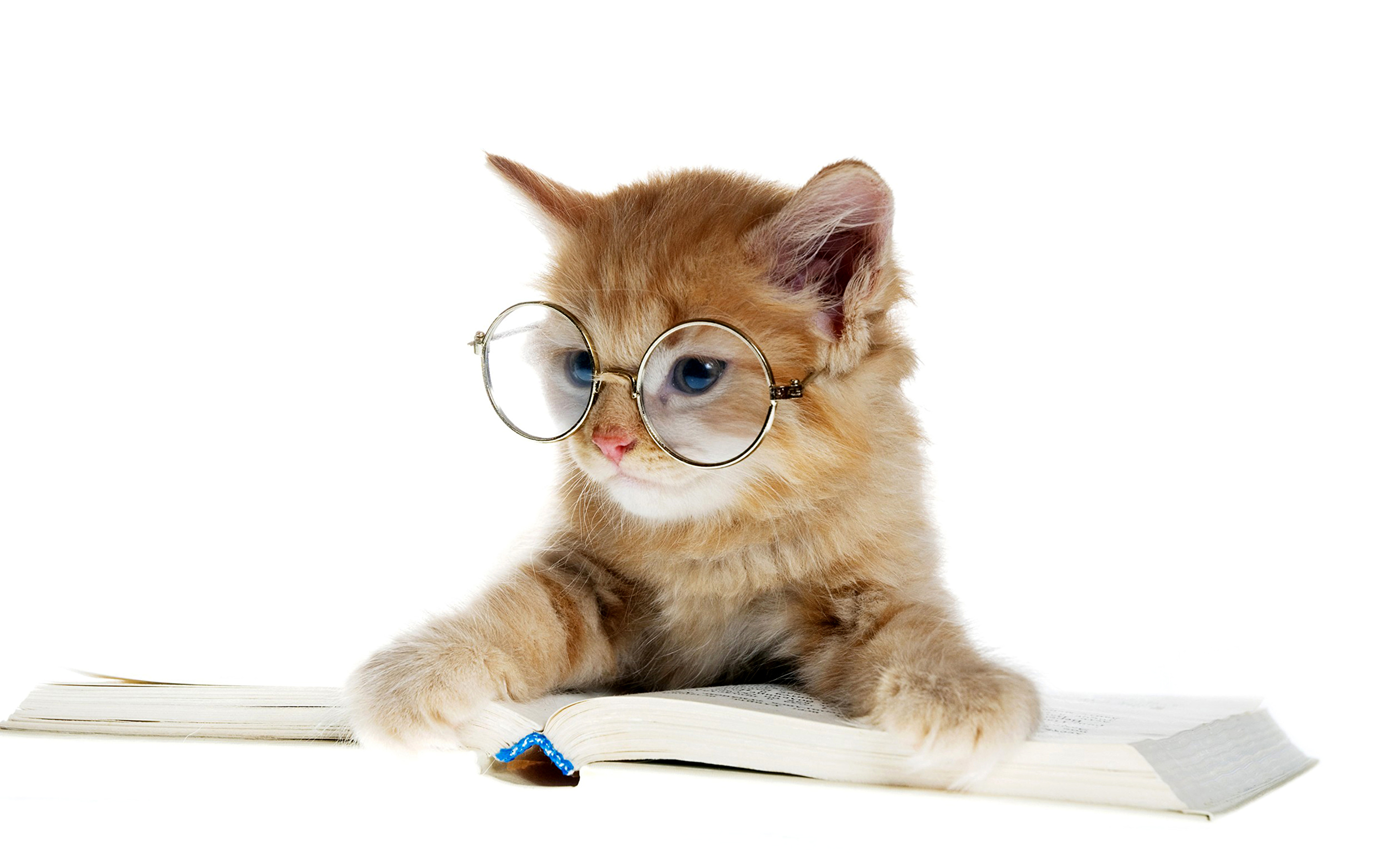 Kitten with classes, reading a book